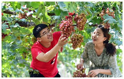 河北晋州：农旅融合助力乡村振兴