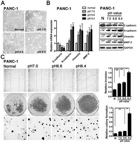 Acidity Potentiated Emt In Pancreatic Cancer Cells A Panc 1 Cells Download Scientific Diagram