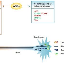 Glycogen Synthase Kinase Controls Axon Growth By Coordinating Gene