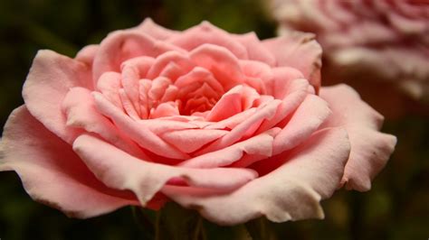 Wallpaper Flowers Red Plants Blossom Pink Flower Flora Petal