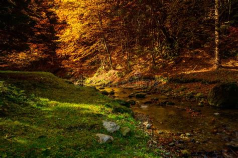 Otoño En El Bosque De Las Montañas De Los Cárpatos Rumania Imagen de