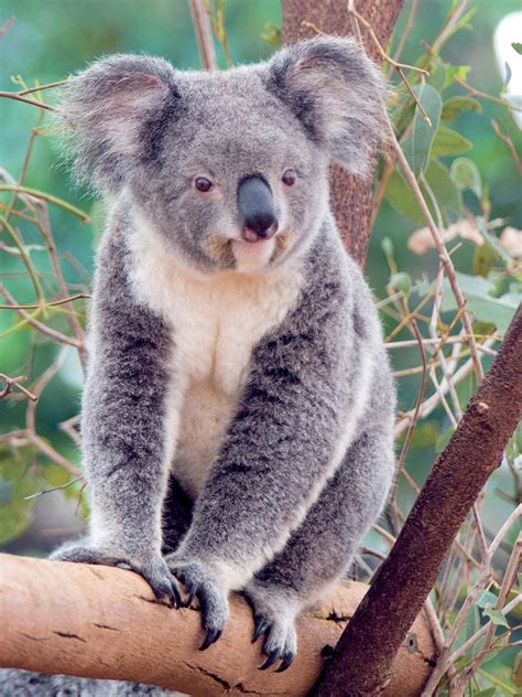 [100+] Koala Bear Pictures | Wallpapers.com