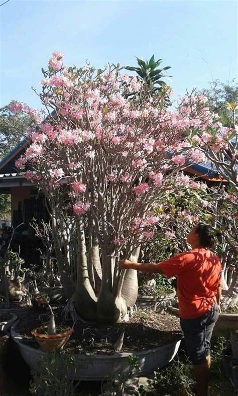 Thai Adenium Arabicum Yak Saudi Baby Form Furniture And Home Living