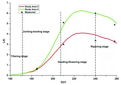 Dynamic Simulation Of The Leaf Area Indexes LAIs By The Optimized