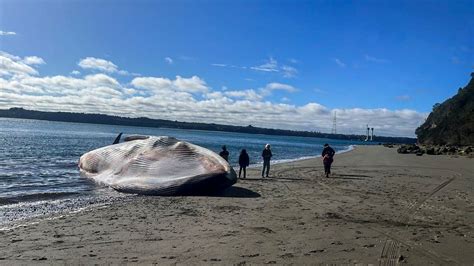 Une baleine bleue s échoue sur une plage du Chili