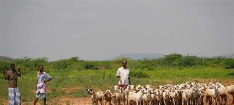 Somalia Registers Record Export Of Livestock In 2014 Due To Trade Boost