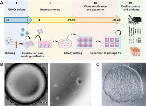 Optimized And Scalable Precoatingfree Reprogramming Of Human