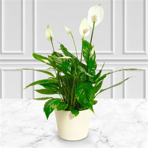 Peace Lily Guaranteed Uk Delivery Post A Rose Flowers Christmas