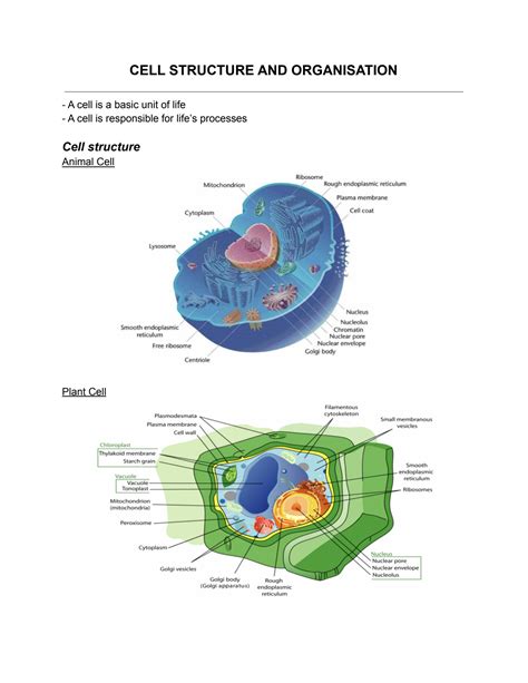 SOLUTION: biology cell structure and organisation notes - Studypool