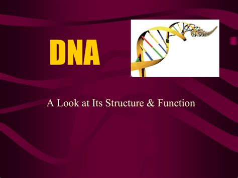 Structure & Function of DNA