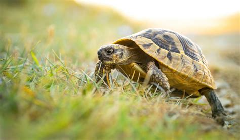 Comment Bien S Occuper D Une Tortue De Terre Jardiland