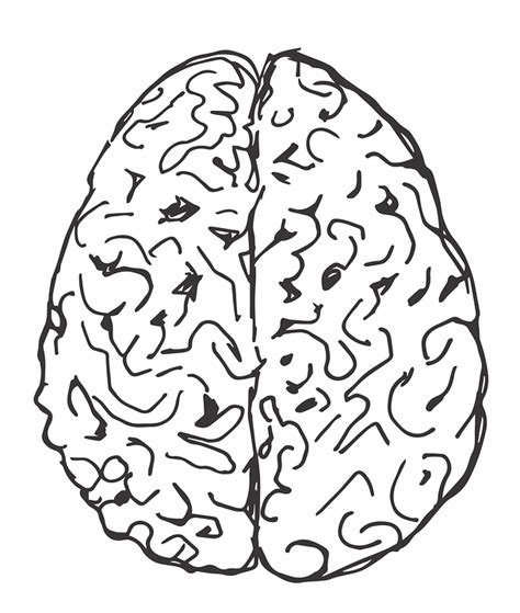 Brain Hemispheres Drawn · Free vector graphic on Pixabay