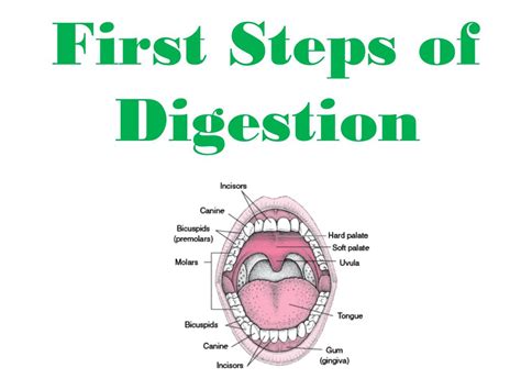 Ppt First Steps Of Digestion Powerpoint Presentation Free Download