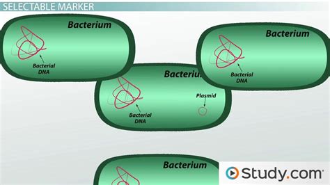 Plasmid | Vector, Construction & Replication - Video & Lesson ...