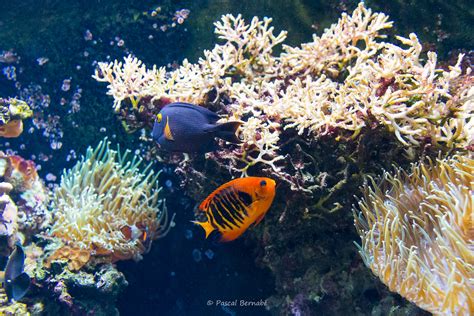 Poisson Ange Flamboyant Ou Poisson Ange Nain Flamme C Flickr