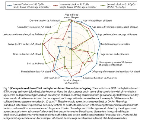 Epigenetic Aging Clocks How To Learn Your True Biological Age