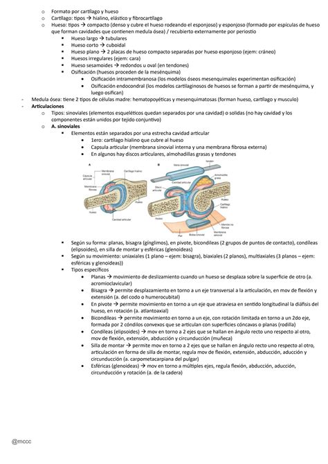 Solution Resumen Capitulo Anatomia De Gray Studypool