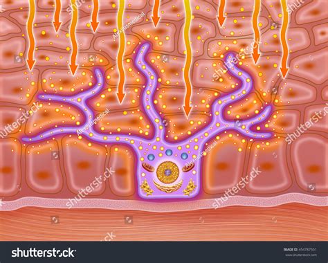 Schematic Illustration Of A Melanocyte Cell Producing Melamine Is What