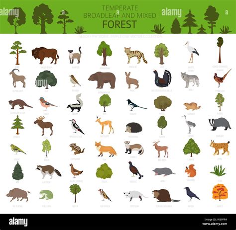 Temperate broadleaf forest and mixed forest biome. Terrestrial ...