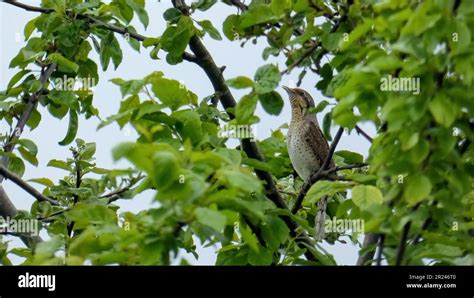 The Eurasian wryneck. Mating season Stock Photo - Alamy