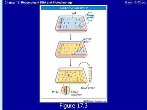 Ppt Chapter 17 Recombinant Dna And Biotechnology Powerpoint