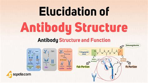 Antibody Structure and Function