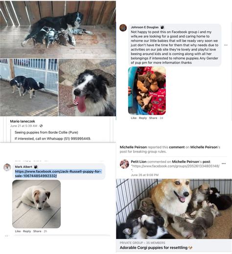 Facebook Puppy Scams Reaching All Time Highs