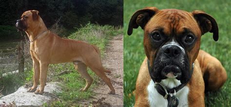 Bullmastiff Vs Boxer Breed Comparison Mydogbreeds