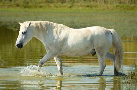 Camargue Horse Breed Info & Facts