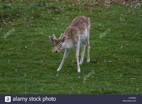 Photo Of A Young Male Fallow Deer With Antlers Growing Looking Alertly Up From His Grazing Stock