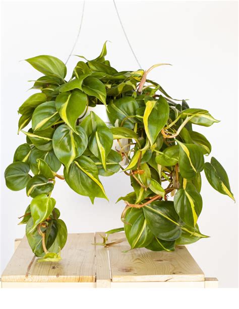 Philodendron Scandens Brasil Plant World London