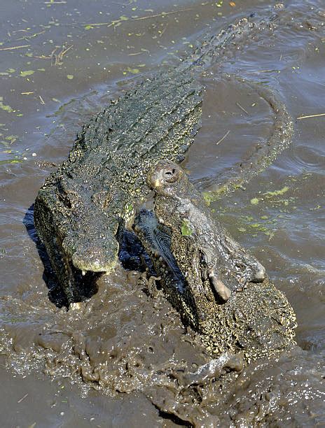 410+ Crocodile Teeth Bird Stock Photos, Pictures & Royalty-Free Images - iStock