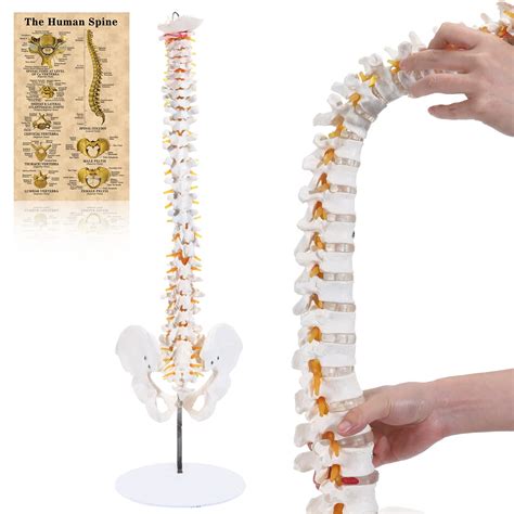 Mua Asintod Spine Anatomy Model Medical Human Spine Model With