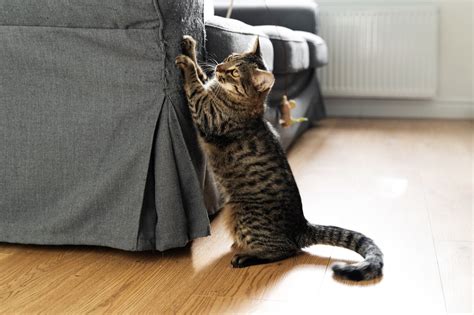 5 astuces efficaces pour empêcher son chat de griffer le canapé