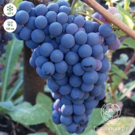 Виноград Алден купить в Москве по низкой цене - интернет-магазин Гаршинка