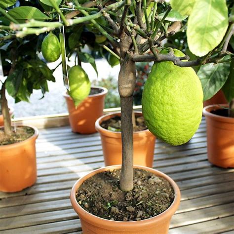 Agrumi Cedro Citrus Medica Agrumi Piante Giardinaggio