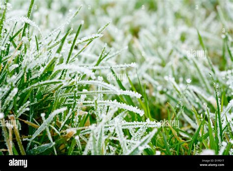 Frosty Frozen Grass Background Texture Stock Photo Alamy