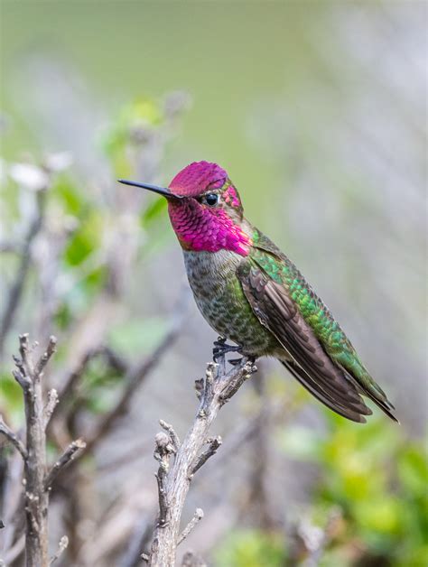 Annas Hummingbird Mendonoma Sightings