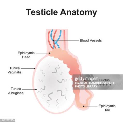 Human Body Anatomy Infographic Photos And Premium High Res Pictures