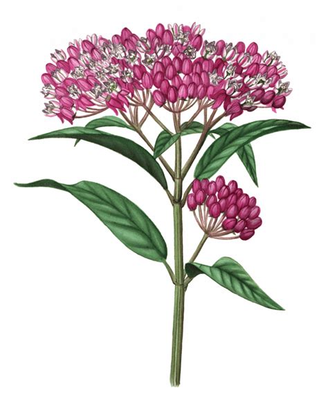 Swamp Milkweed - Maine Native Plants