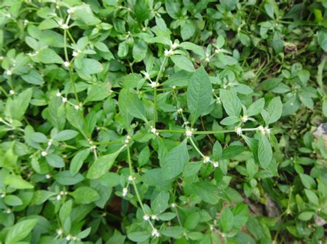 Herbs from Distant Lands: Alternanthera sessilis - Sessile Joyweed ...