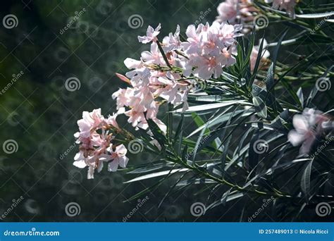 Branches Of A Pink Oleander In Bloom Stock Image Image Of Green