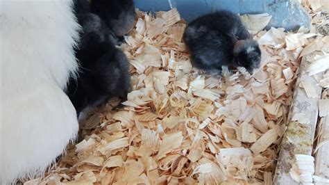 Silkie Hen With Naked Neck Silkie Chicks Youtube