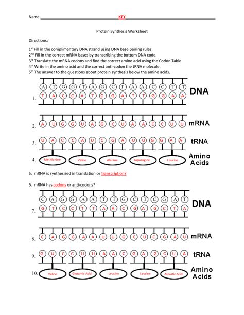 Answer Key Biology Answer Key Protein Synthesis Worksheet Pr