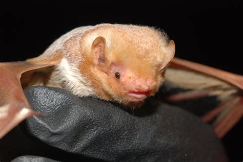 Plains and Eastern Clean Line Master Service Agreement in Oklahoma