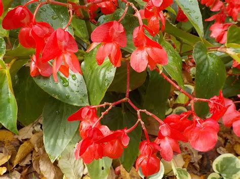 Angel Wing Begonia Guide Tips For A Stunning Plant Plantglossary