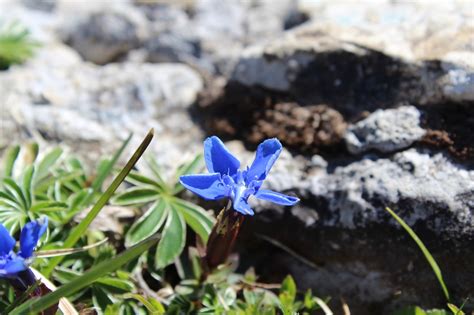 Alpine Flower Flora - Free photo on Pixabay - Pixabay