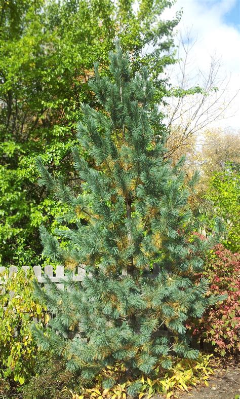 Vanderwolf Pine Dream Garden Trees To Plant Landscape Trees