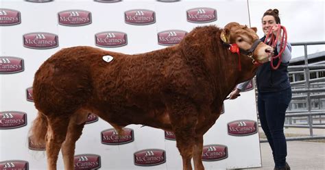 Devon cattle breeders lead the way with top prices at Brecon Limousin ...