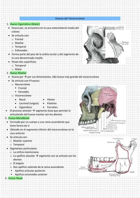 Detalles Anatómicos Huesos Del Neurocráneo Y Viscerocráneo Allison